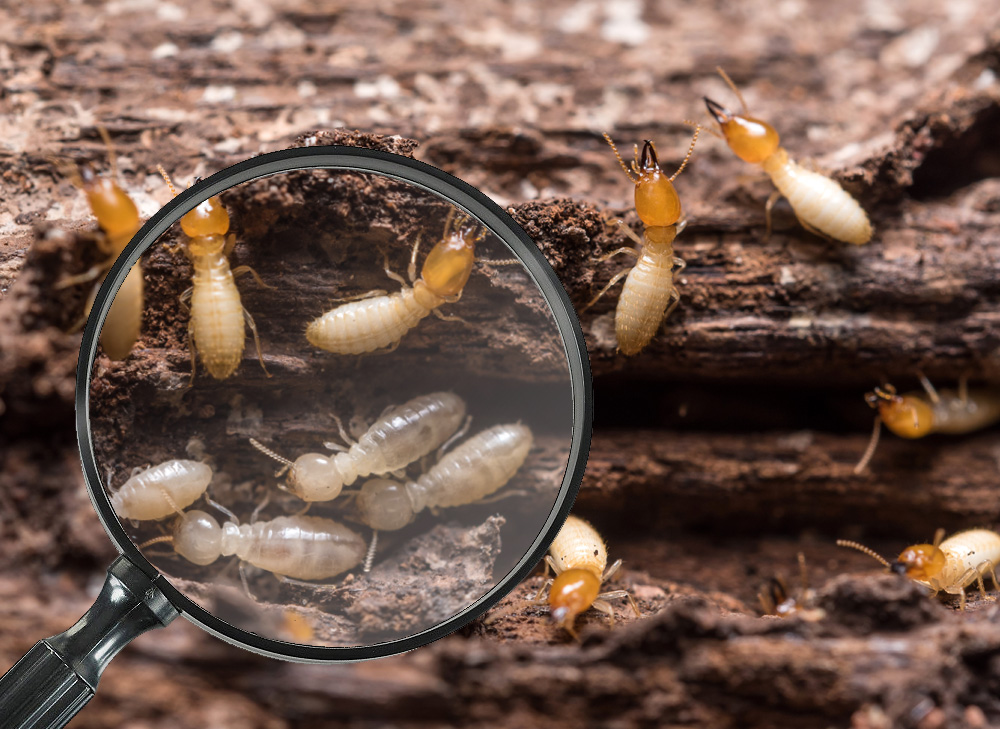 Termite Inspection